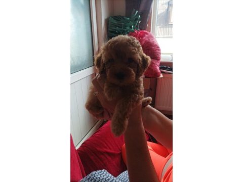 2,5 aylık dişi toy poodle