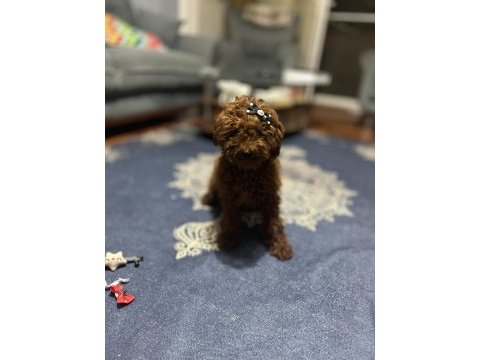 Toy poodle 3 aylık