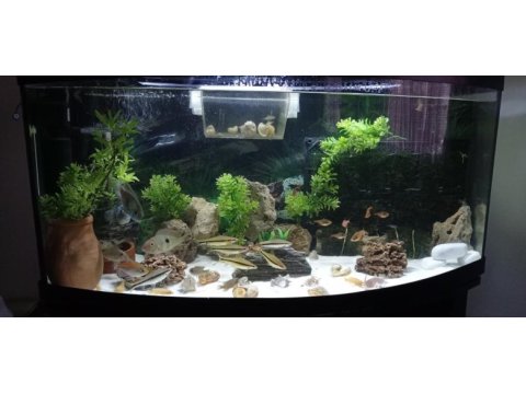 1 metrelik bombeli mobilyalı akvaryum full