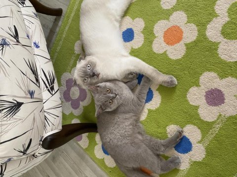 Scottish blue point ve british shorthair