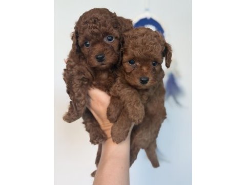 Bebek toy poodle