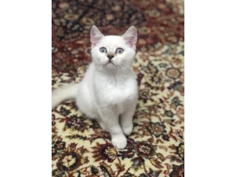 Baba şecereli scottish fold anne british orijinal bebekler