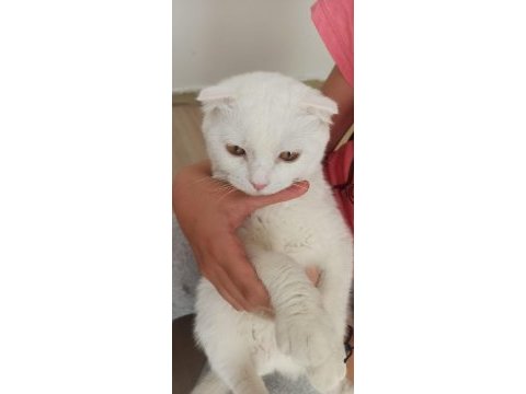 Orjinal scottish fold beyaz 3 aylık yavru