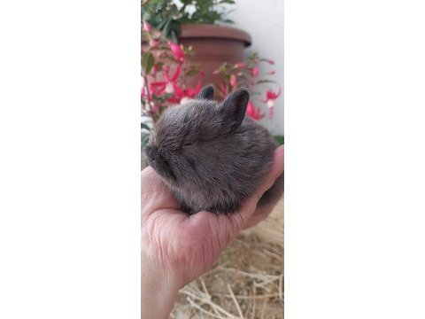 Cüce tavşan yavrusu