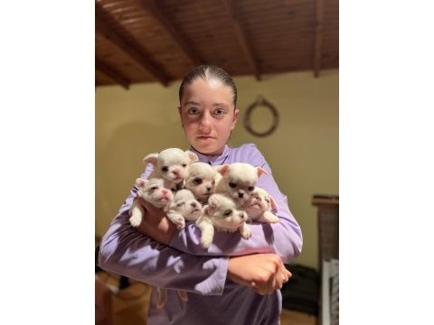 Kalite chihuahua yavruları