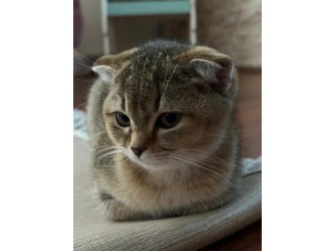 Scottish fold golden