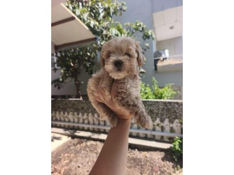 Maltipoo yavrularımız