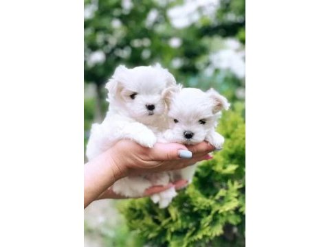Anne altından maltese terrier dişi ve erkek