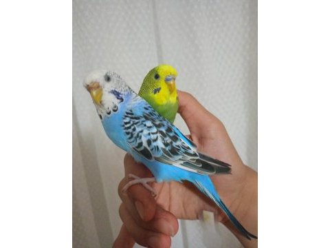 Evcil muhabbet kuşu çifti