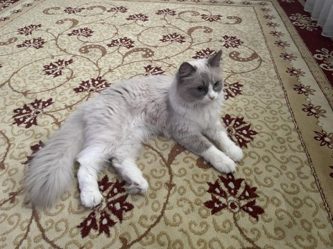 Dost canlısı ragdoll kedimiz