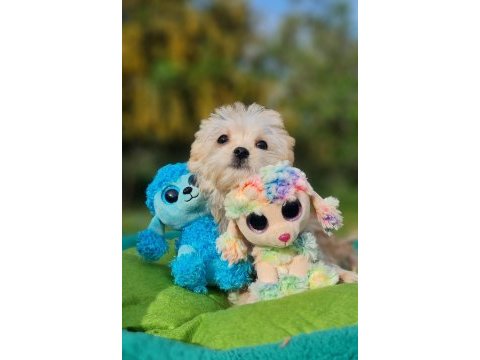 Neşe kaynağı morkie yavrularımız
