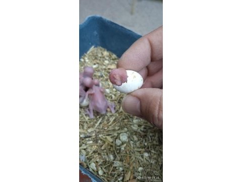 Eğitmelik yavrular ve hazır çift muhabbet kuşları