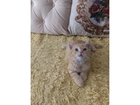 Ücretli kedimizi sahiplendirme