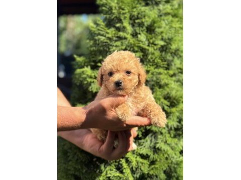Biblo maltipoo erkek