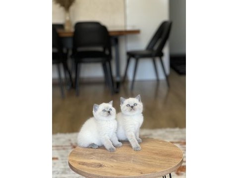 Sevecen britiah shorthair blue poimt yavrum