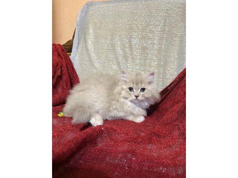 Sütten kesilen safkan british longhair bebekler