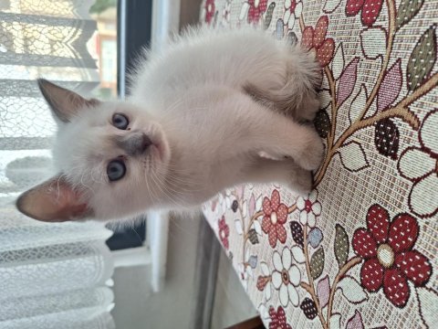 2 aylık yavru british shorthair