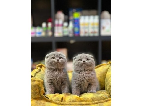 Güzel scottish fold
