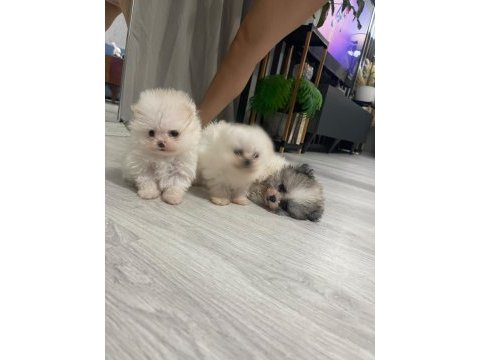 Pomeranian boo köpeğimiz
