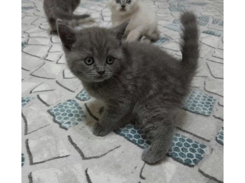 British shorthair