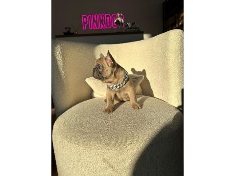 50 günlük blue sable erkek french bulldog