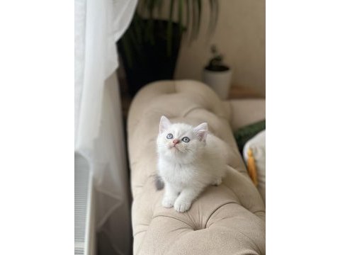 Mavi göz british shorthair yavrum