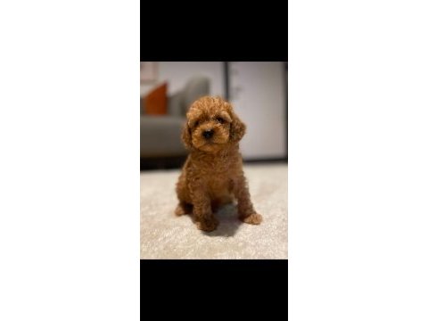 40 günlük poodle yavrularımız yeni sahiplerini bekliyor