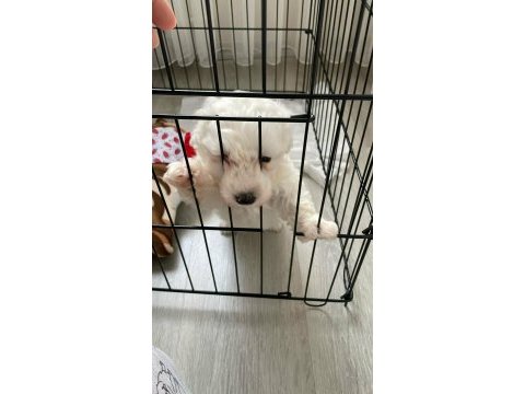 A kalite dişi ve erkek maltese