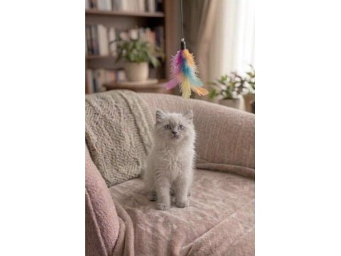 Yakışıklı prens british longhair