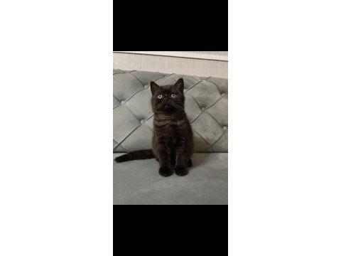 Siyah ve kahverengi british shorthair