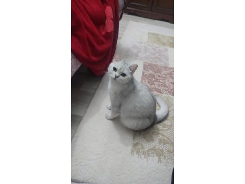 Çiftleştirme kedimiz