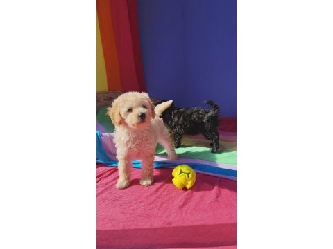 Red brown a kalite orjinal toy poodle yavrular