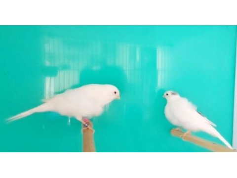 Safkan nort horlandes kız dişi 10 aylık kanaryalar