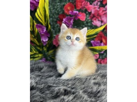 A kalite gold british shorthair yavrular 15 adet