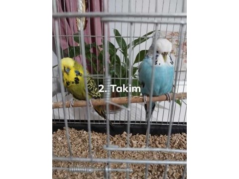 Show jumbo ve jumbo muhabbet kuşu