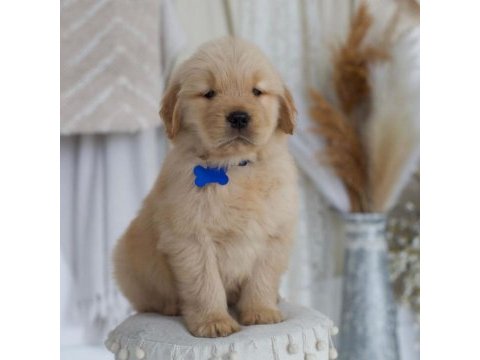 Erkek kore kan golden retriever