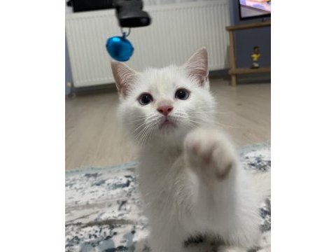 British shorthair yavrumuz