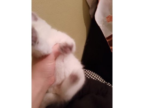 Çok tatlı safkan blue point british shorthair yavrumuz