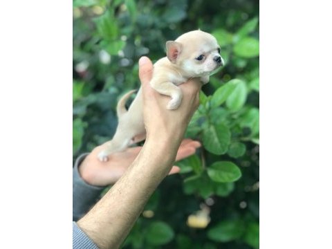 Mikro teacup chihuahua bebeğim