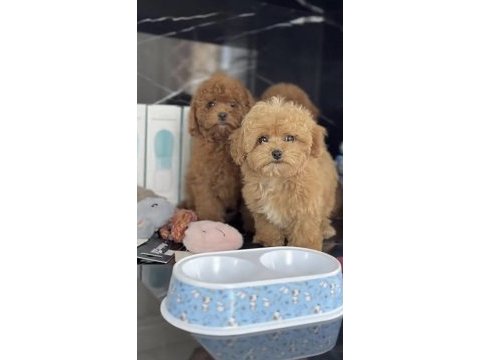 Toy poddle