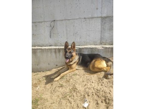 Eğitimli aşı pasaportlu yarı düşük bel alman kurdu