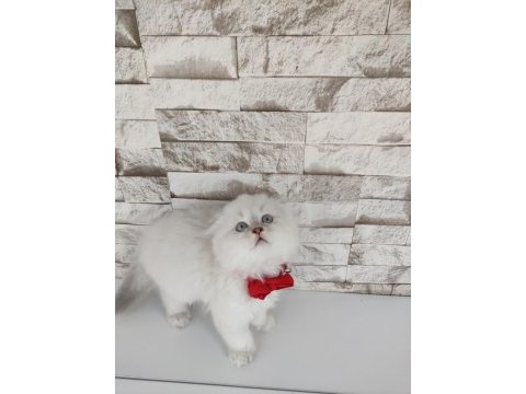Scottish fold longhair