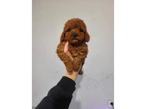 Poodle ırkının en iyisini isteyenlere