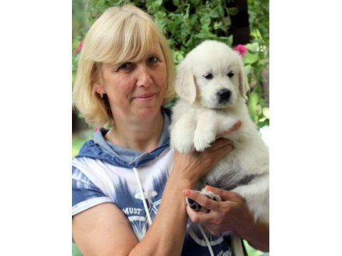 Golden retriever yavrular istenirse kapınıza teslim