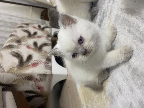 Scottish fold yavrularımız yeni yuvasını arıyor