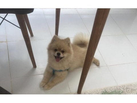 3 yaşında evcil tuvalet eğitimi var spitz