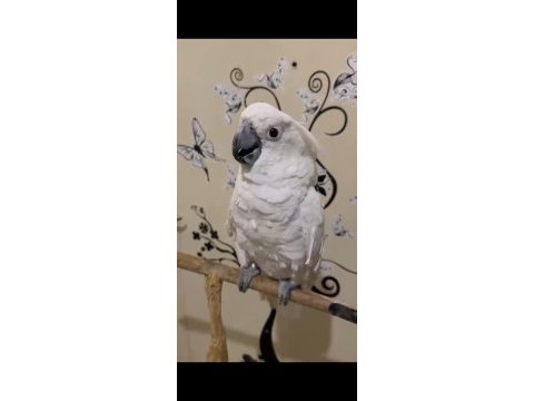 Full evcil kakadu muhteşem güzellik