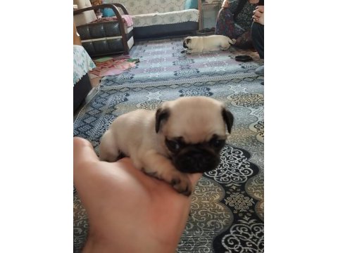 Pug mops 55 - 65 günlük erkek - dişi yavrular