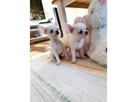 Safkan beyaz erkek chihuahua köpekler