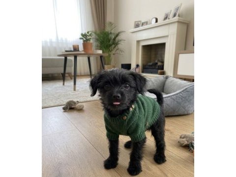 Morkie teacup çanta boy
